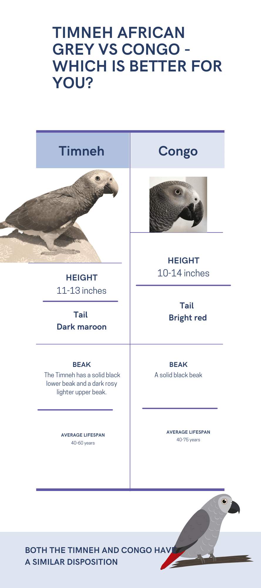 Timneh African Grey VS Congo Which Is Better for You?