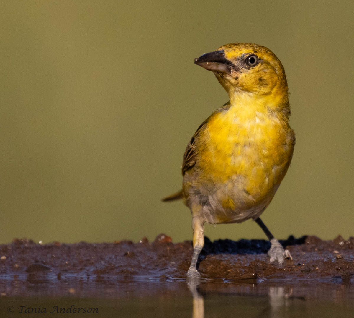 Omnivorous birds The