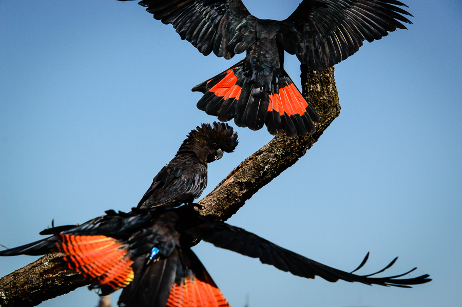 Redtailed black cockatoo (Calyptorhynchus banksii) at Taronga Zoo in Sydney Birdbrain