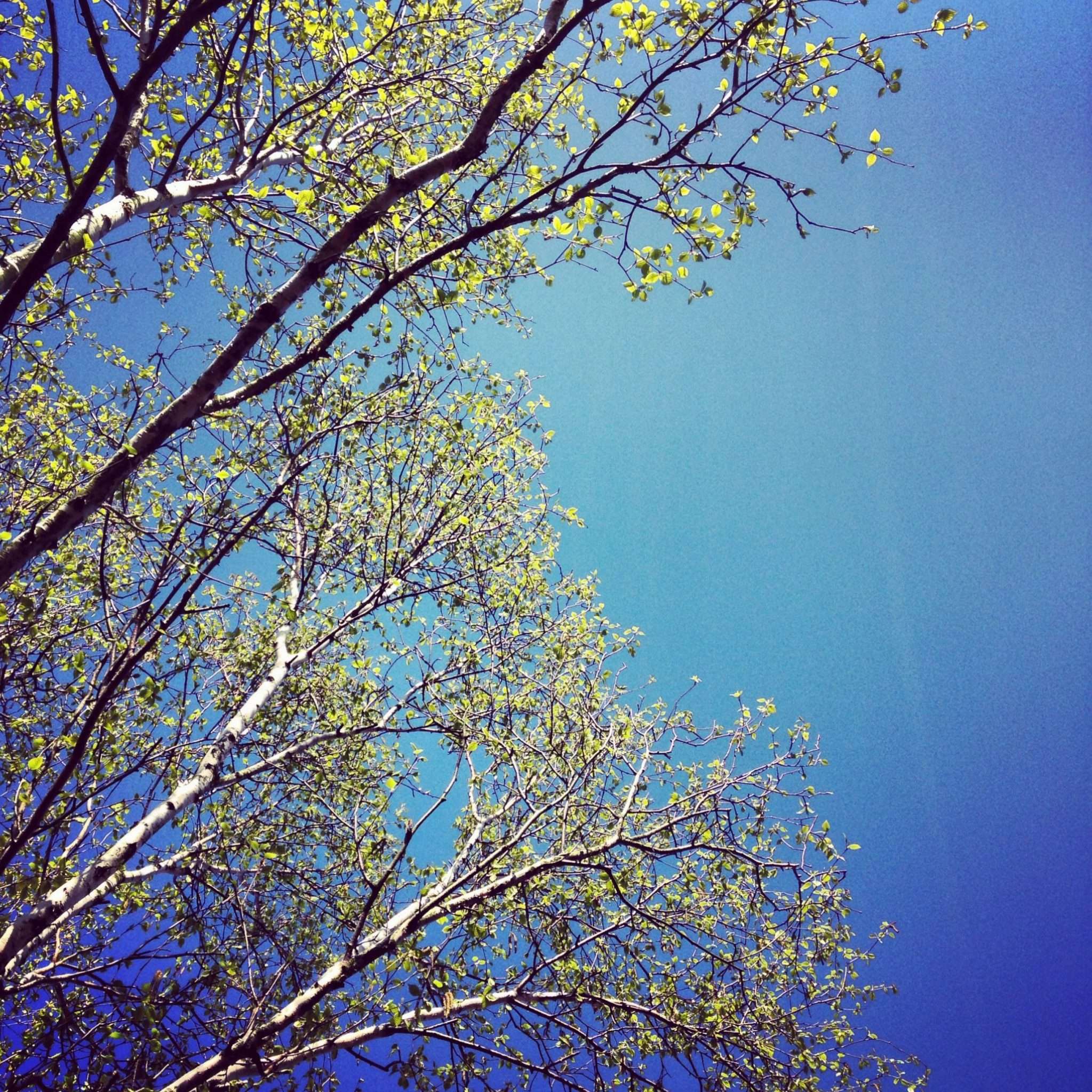 Birkheads Wild meaning, origins and mythology...and why we love silver birch trees Birkheads