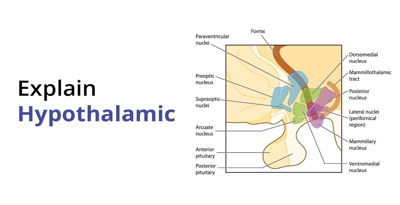 Hypophyseal Portal Circulation & Hypothalamic Nuclei | Birla Fertility