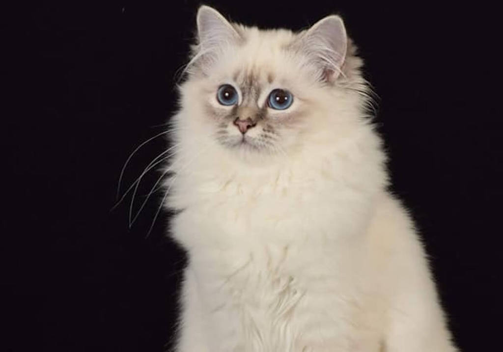Le club suisse du chat Sacré de Birmanie
