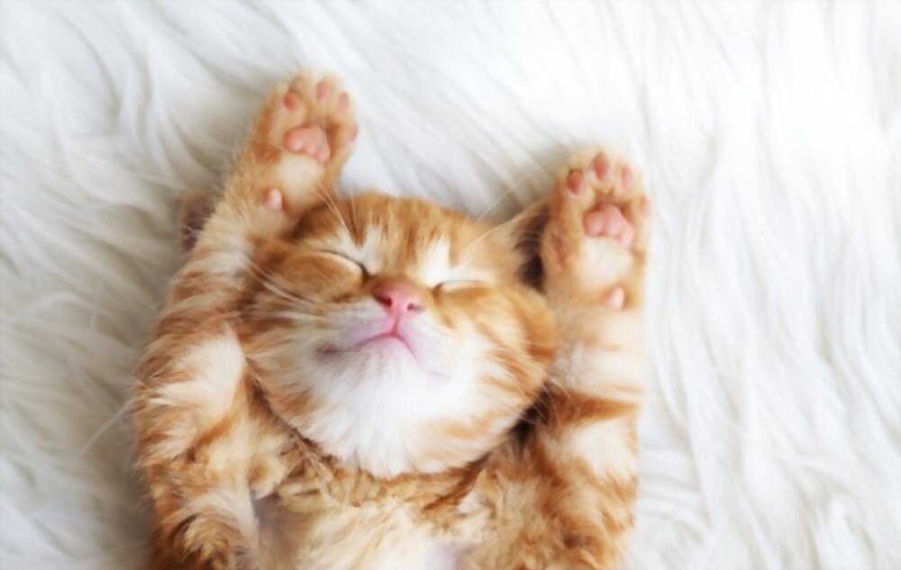 Why Are Cats So Cute The Myths and Theories? Birman Cats Guide