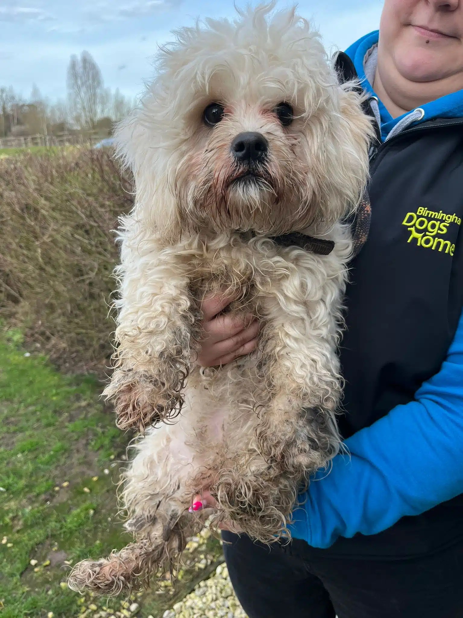 Peggy Birmingham Dogs Home