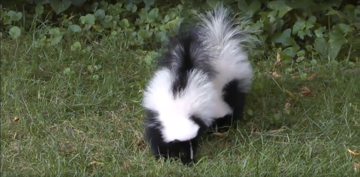 Do Mothballs or Ammonia Help Repel Skunks?