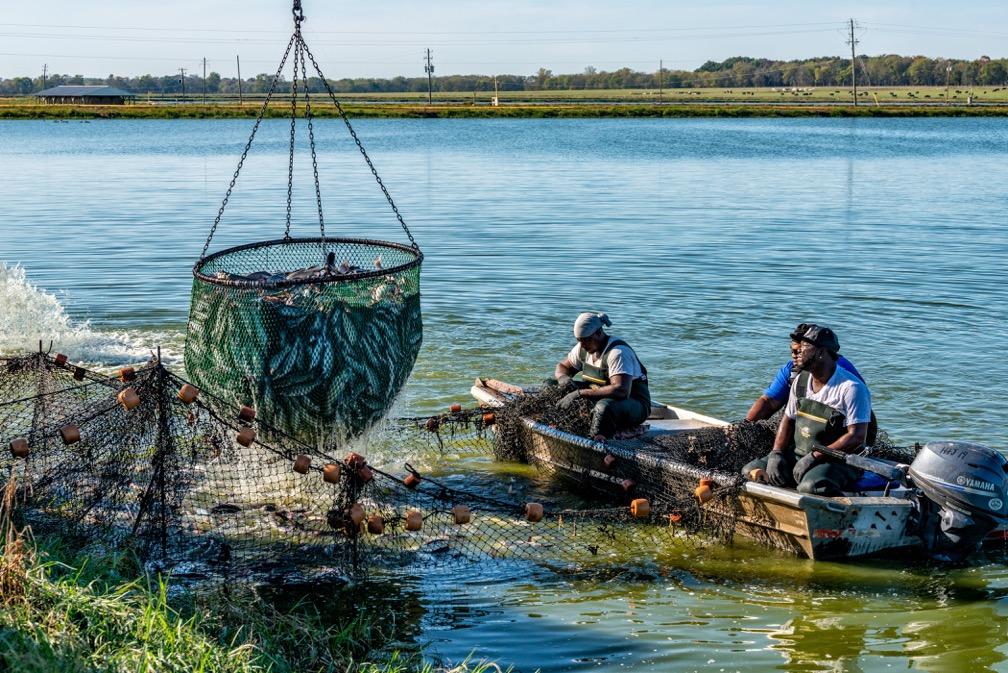 Cattle, Catfish and Cover Crops Alabama Farms Play Role in Slowing