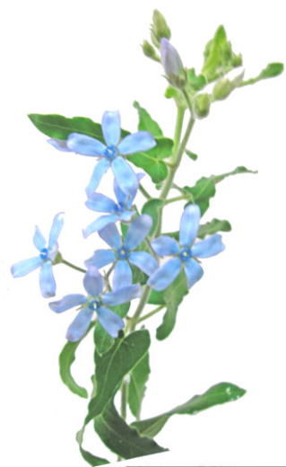 ワスレナグサの花言葉と誕生花 | 旅カメラ 4月14日の誕生花・ブルースター