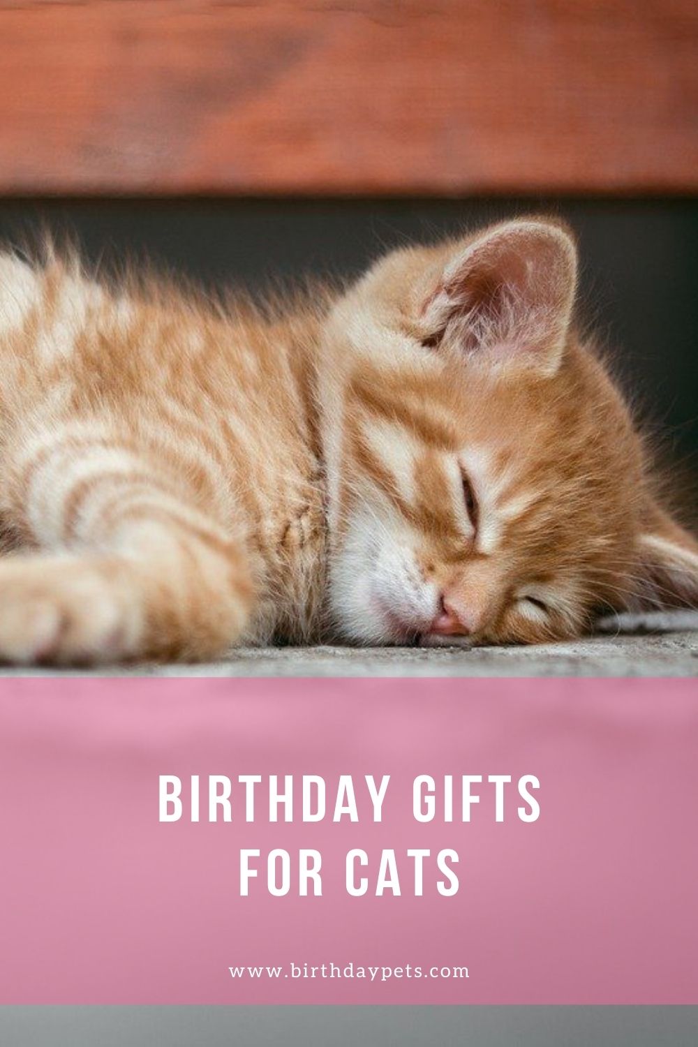Birthday Gifts For Cats Birthday Pets