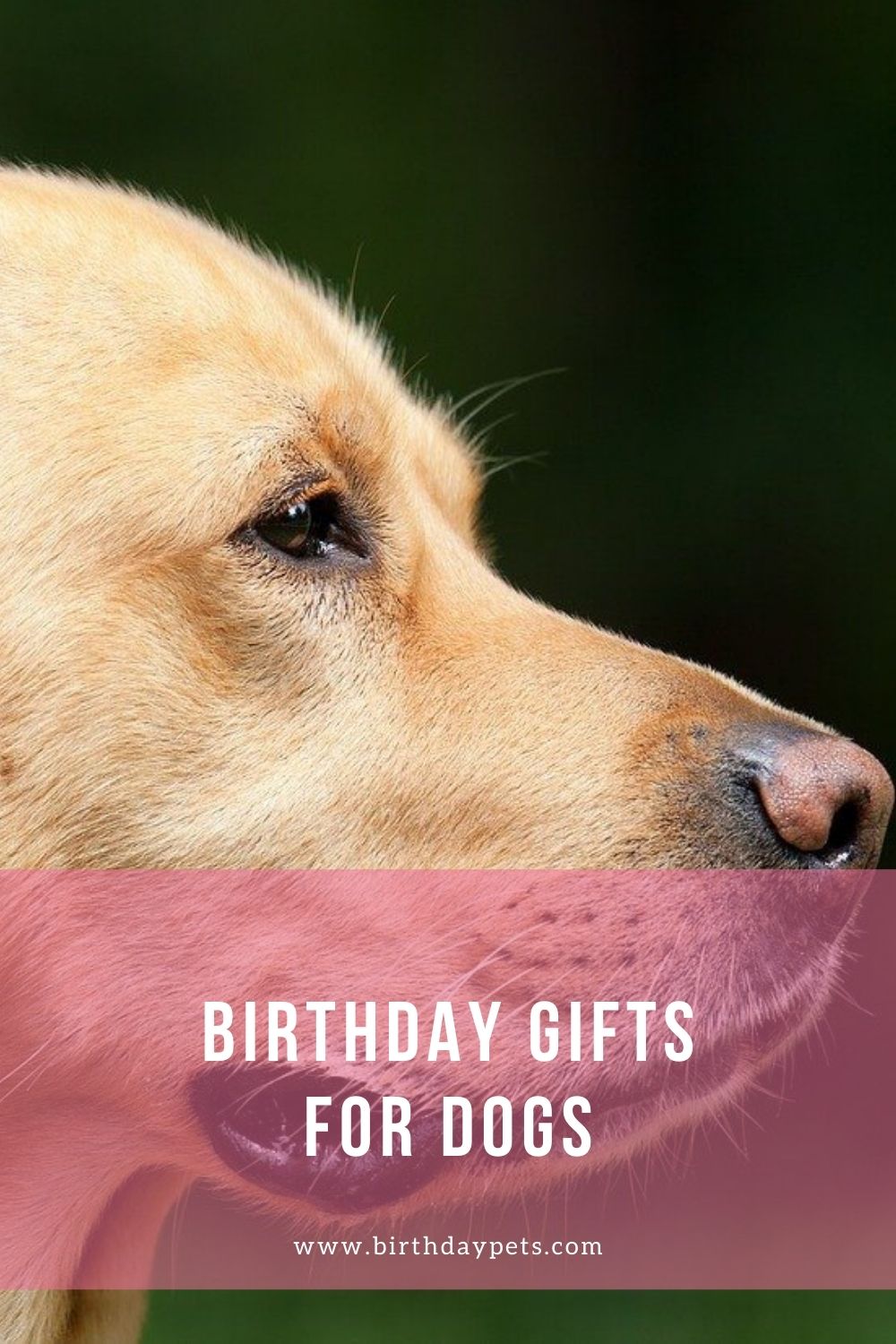 Birthday Gifts For Dogs Birthday Pets
