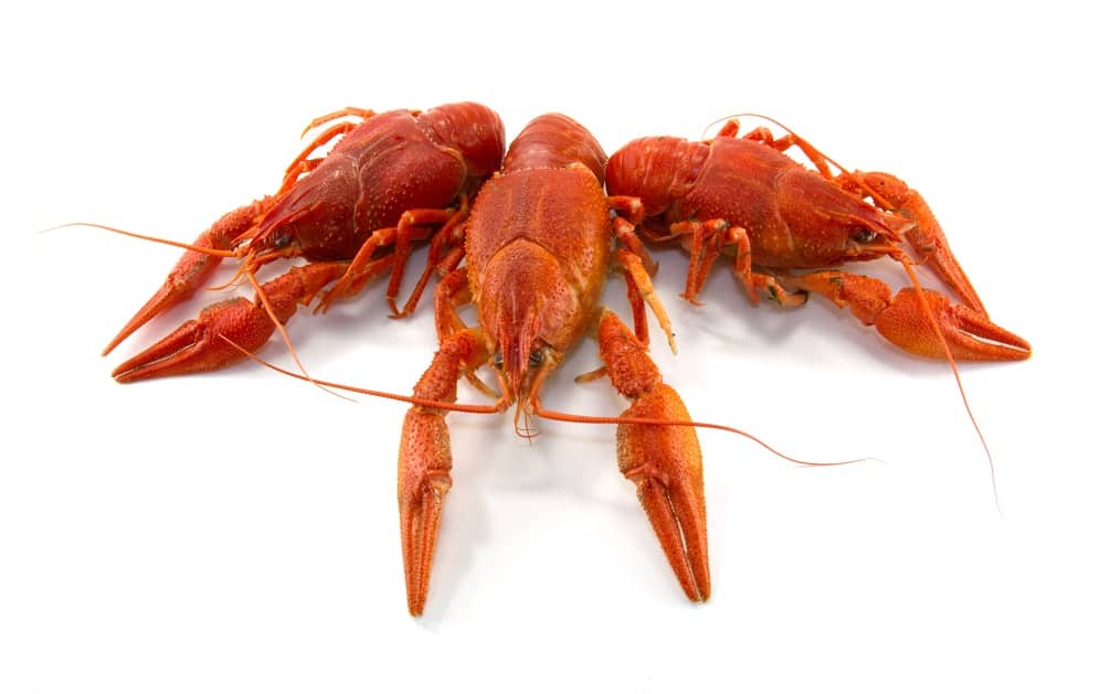 Can You Eat Crawfish While Pregnant? Seafood Explained Birthing For Life