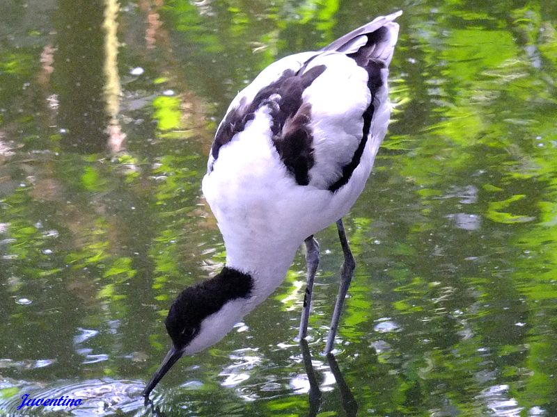 Avocette élégante