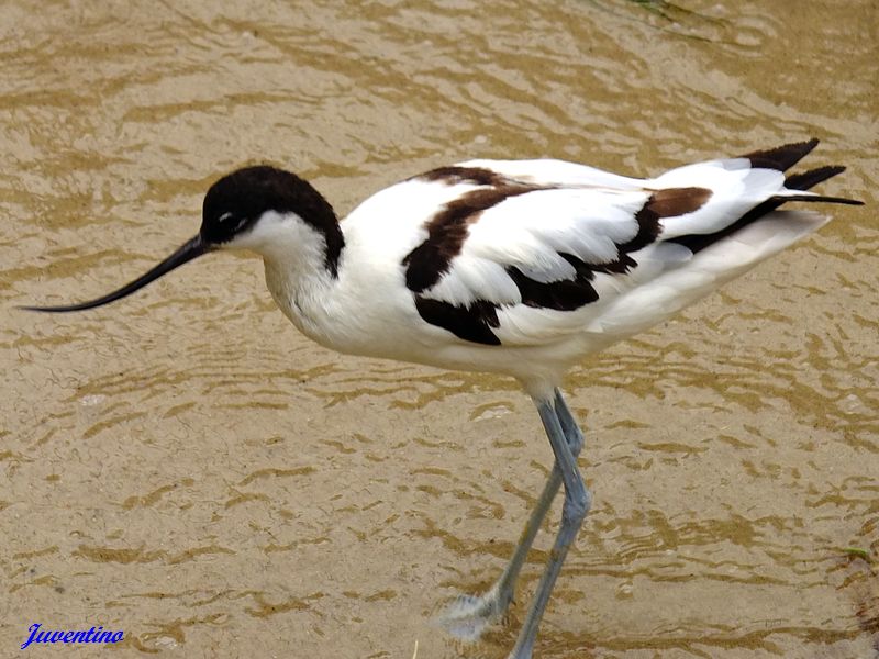 Avocette élégante