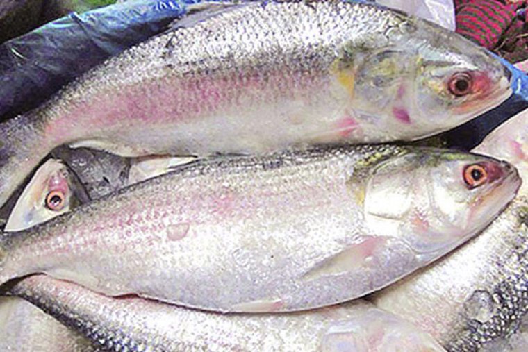Padma Ilish Fresh Hilsa Fish Fresh Ilish (1kg) Bisarga Online