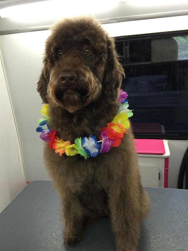 Biscuits Mobile Dog Grooming We come to you!