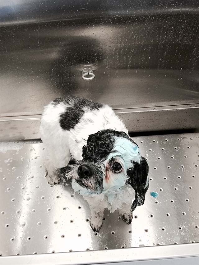 Gallery Biscuits Mobile Dog Grooming