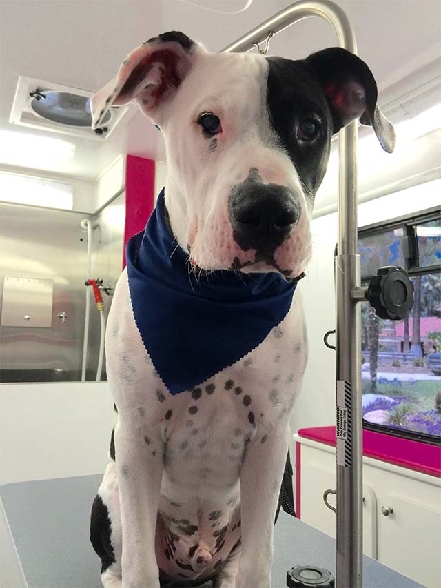 Gallery Biscuits Mobile Dog Grooming