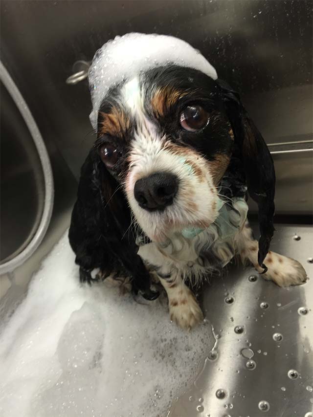 Biscuits Mobile Dog Grooming We come to you!