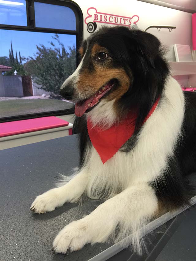 Gallery Biscuits Mobile Dog Grooming