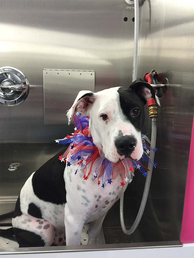 Gallery Biscuits Mobile Dog Grooming