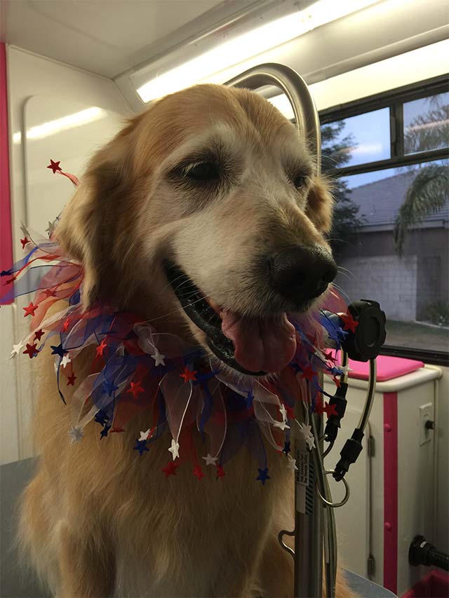 Gallery Biscuits Mobile Dog Grooming