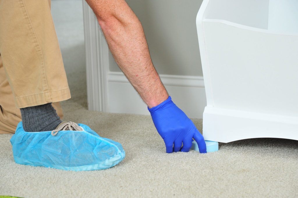 Should You Rent a Steamer or Hire a Professional Carpet Cleaner?