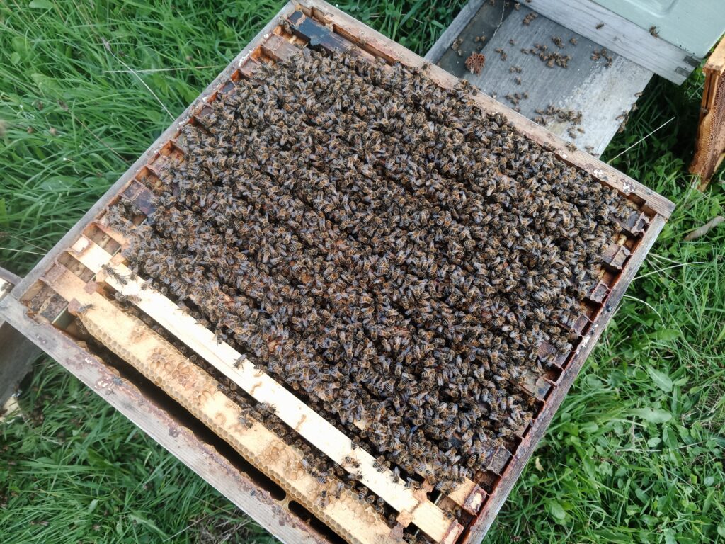 Insulation and Beehives Bees