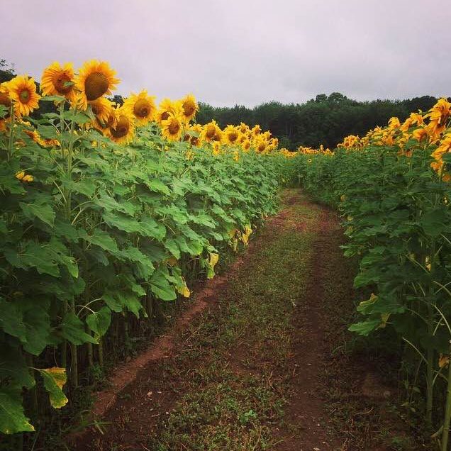 sunflowers Orchards