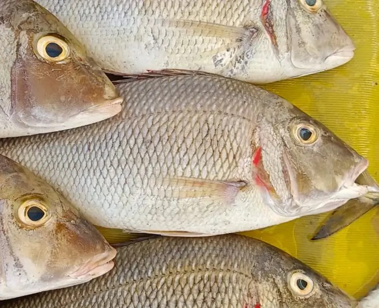 Buy Fresh Sea Bass Fish / Koduva Fish Bison Mart Online Meat Shop