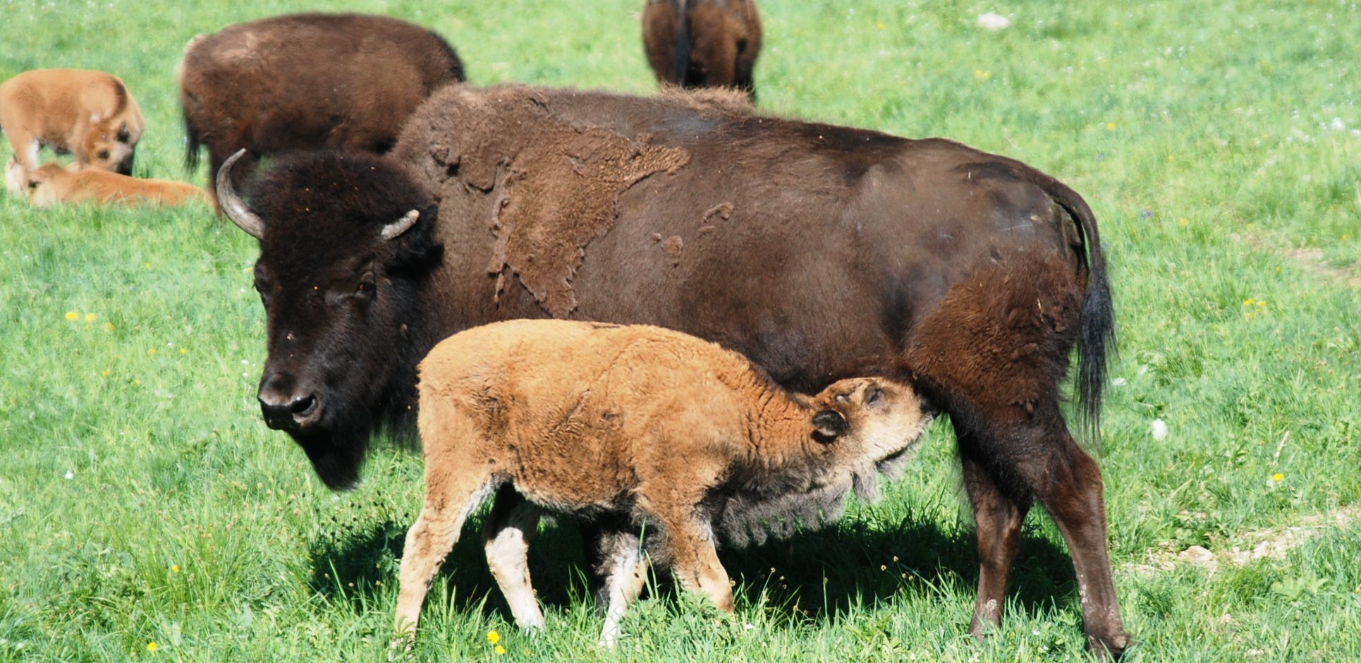 to Bison Quest Bison Quest Adventure Vacation Blog