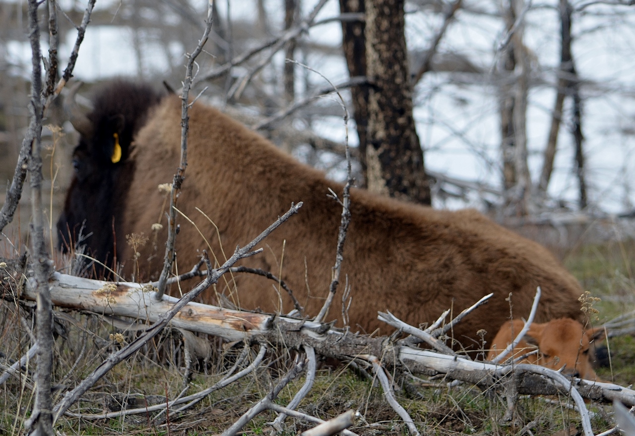New Buff Babies at Bison Quest! Bison Quest Adventure Vacation Blog