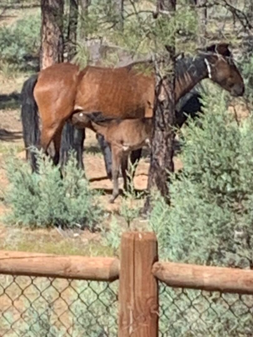 Bison Ridge HOA Residents Community Arizona