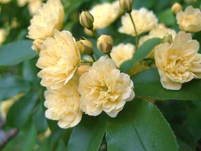 ウールーのお庭の花