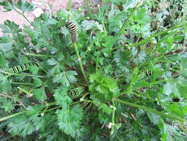 美味しいハーブ