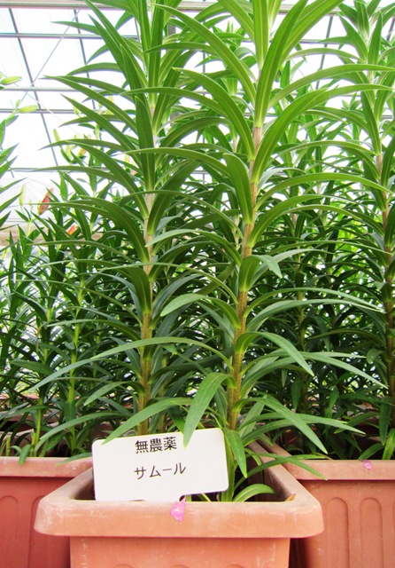 咲くのが楽しみです♪