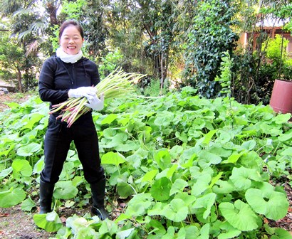 旬の食材！　蕗