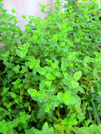 モヒートレモネード　ミント