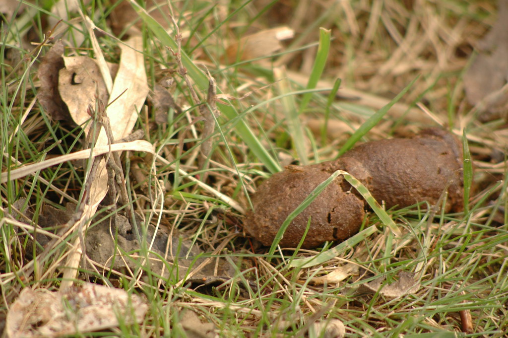 BEST WAY TO CLEAN DOG POOP FROM CARPET