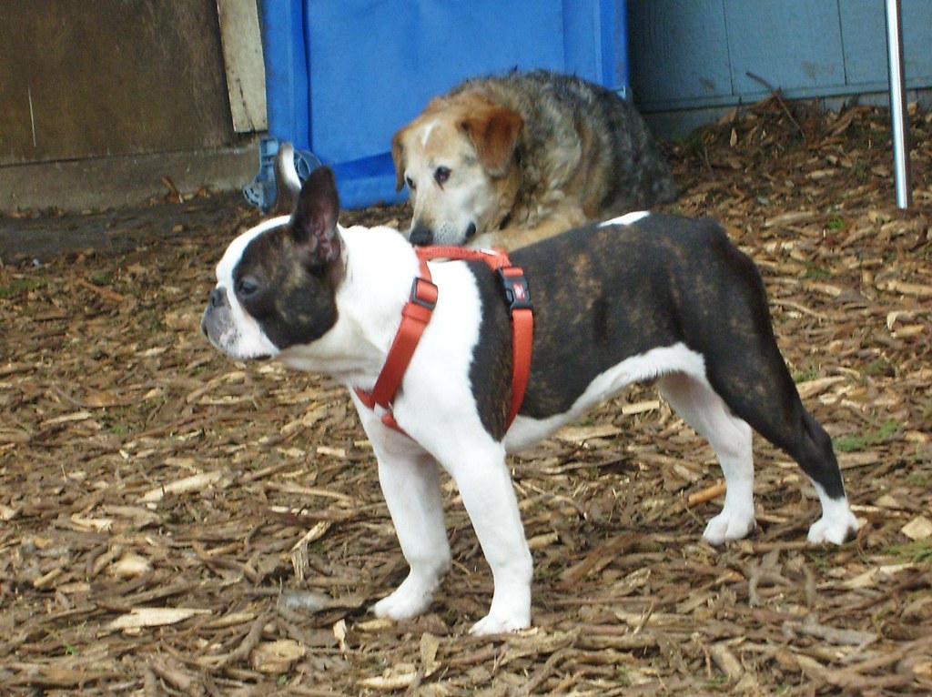 BOSTON TERRIER POODLE MIX PUPPIES