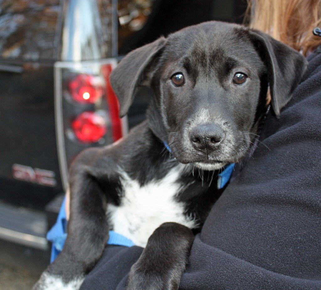 GERMAN SHEPHERD BLACK LAB MIX PUPPIES