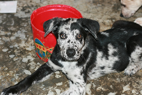 GERMAN SHEPHERD GREAT DANE MIX PUPPIES