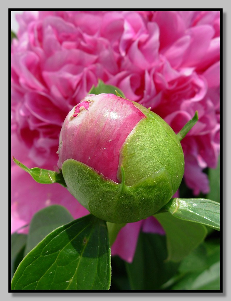 BIRTH FLOWERS OF THE MONTH