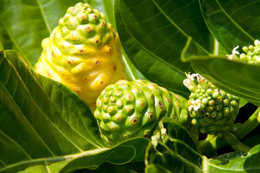 NONI JUICE AND CANCER