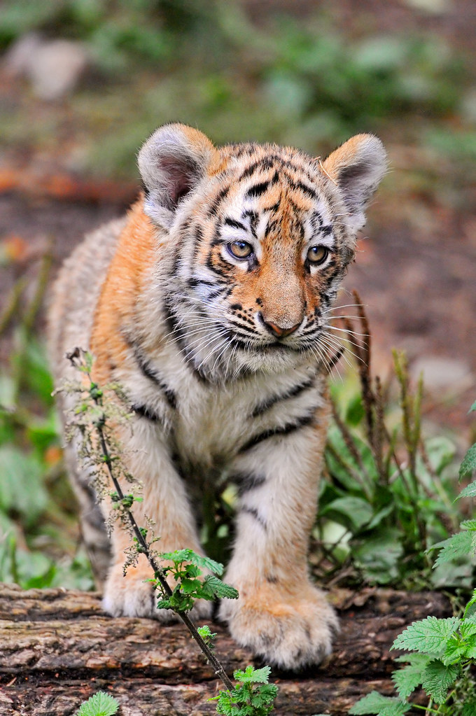 BABY TIGER CUB PICTURES