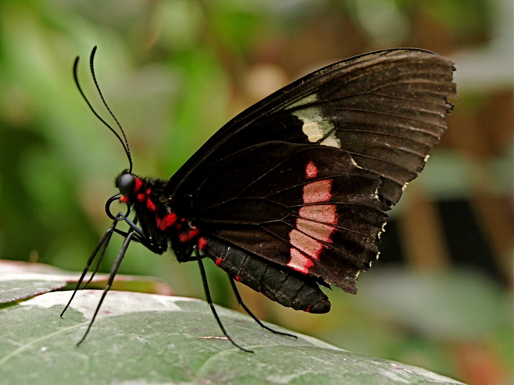 FRANKLIN PARK LINCOLN MERCURY LINCOLN MERCURY Franklin park lincoln