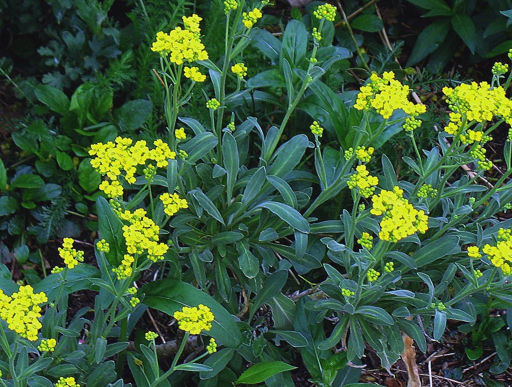 YELLOW PERENNIAL FLOWERS