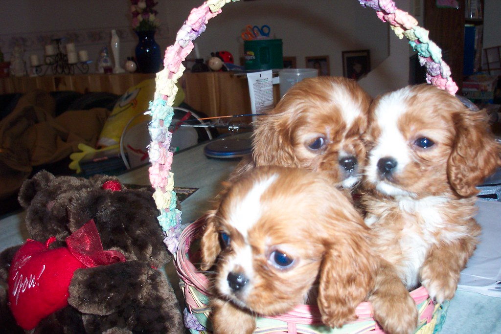 RUBY CAVALIER KING CHARLES SPANIEL PUPPIES FOR SALE