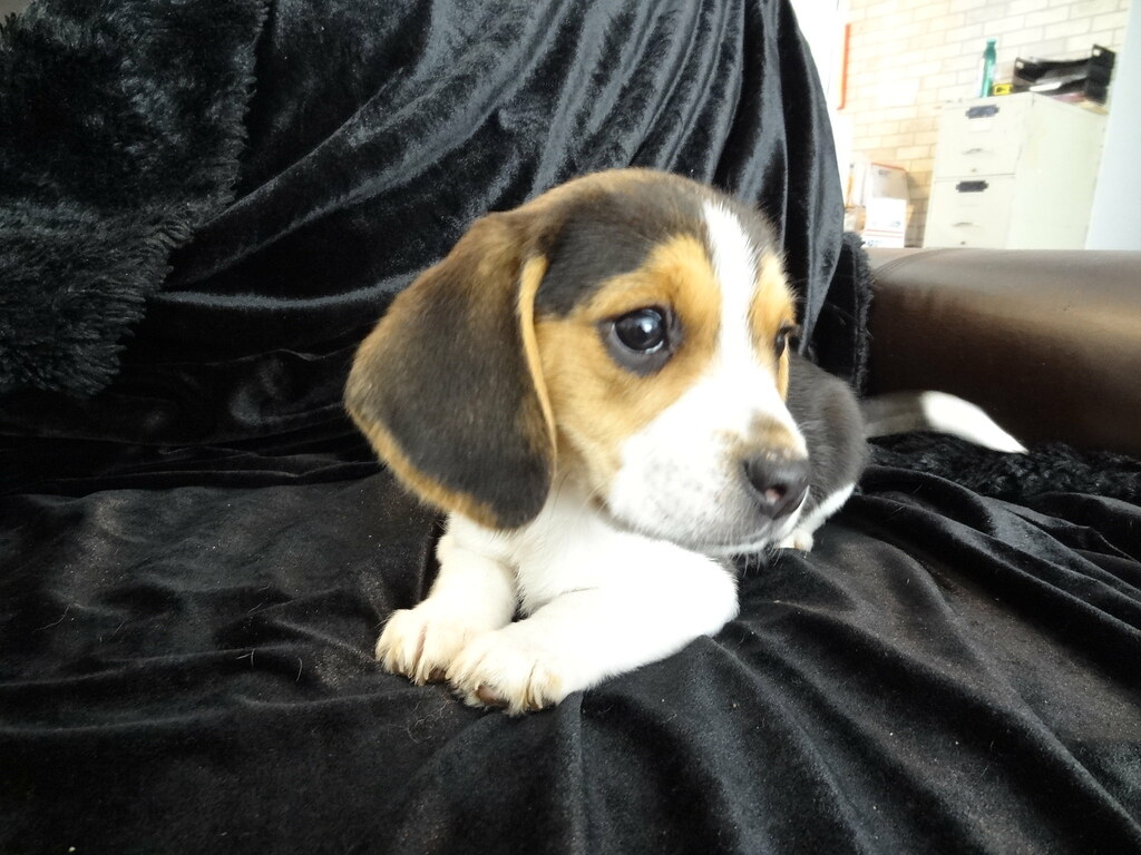 POCKET PUPPIES FOR SALE