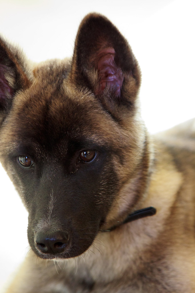 AKITA PUPPIES FOR SALE IN OHIO SALE IN OHIO AKITA PUPPIES FOR SALE