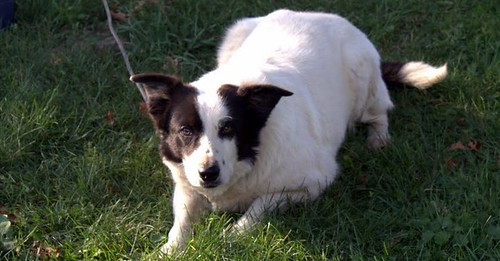 BORDER COLLIE PUPPIES FOR SALE IN ILLINOIS FOR SALE IN ILLINOIS