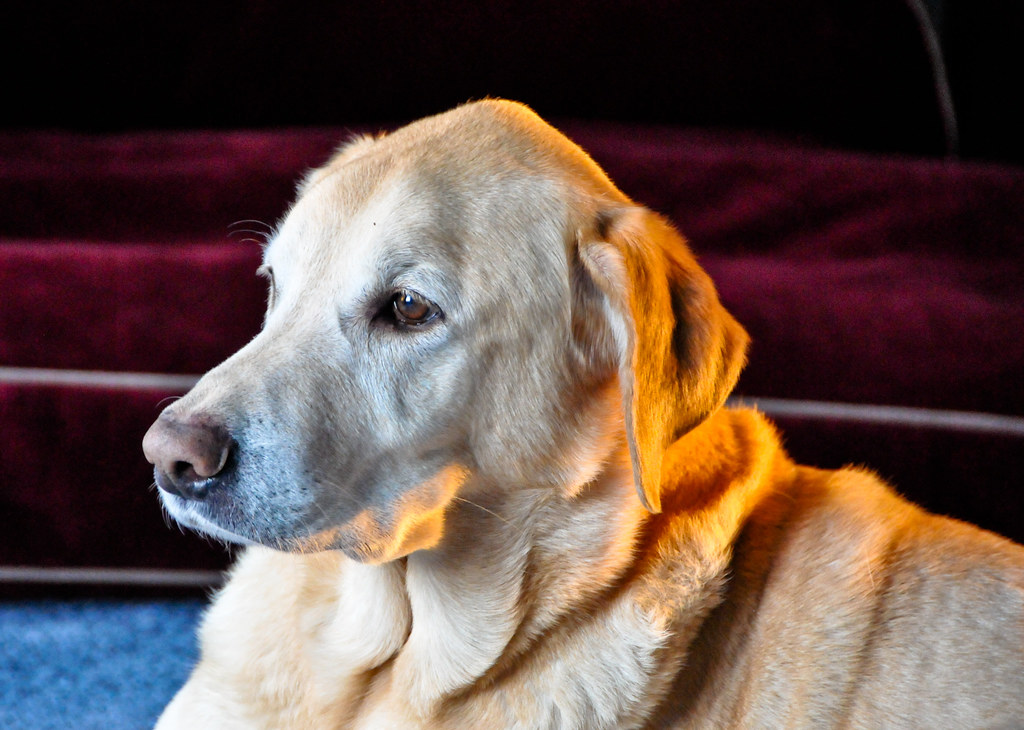 LABRADOR RETRIEVER PUPPIES FOR SALE IN ILLINOIS LABRADOR RETRIEVER